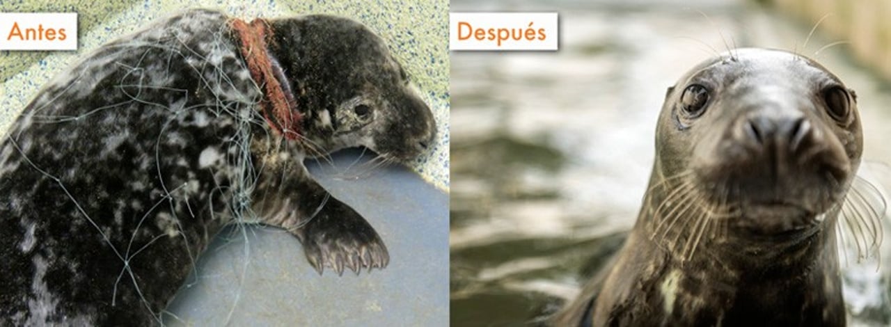 0327_focas_rescatadas_de_redes_fantasmas_vuelven_a_su_habitat_natural_2