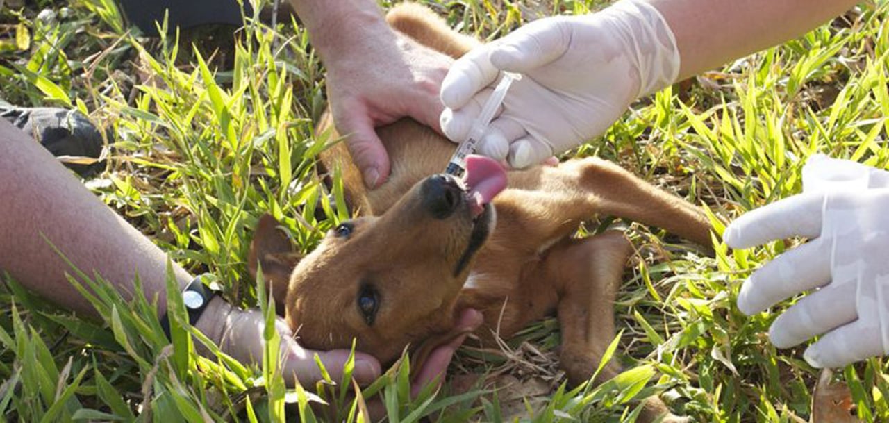 0401_a_minutos_de_morir_un_cachorrito_es_salvado_en_vanuatu_2