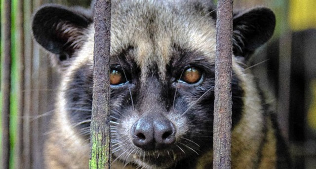 04_civet_coffee._credit._world_animal_protection