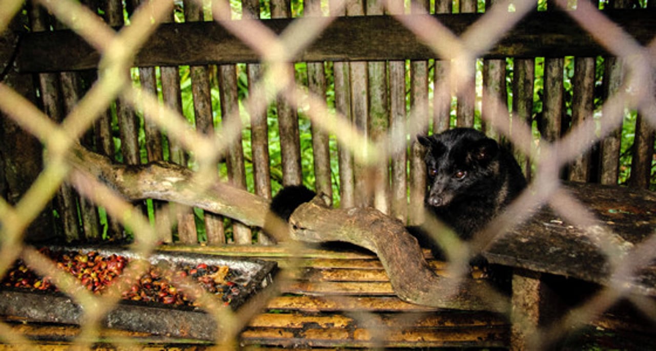 05_civet_coffee._credit._world_animal_protection