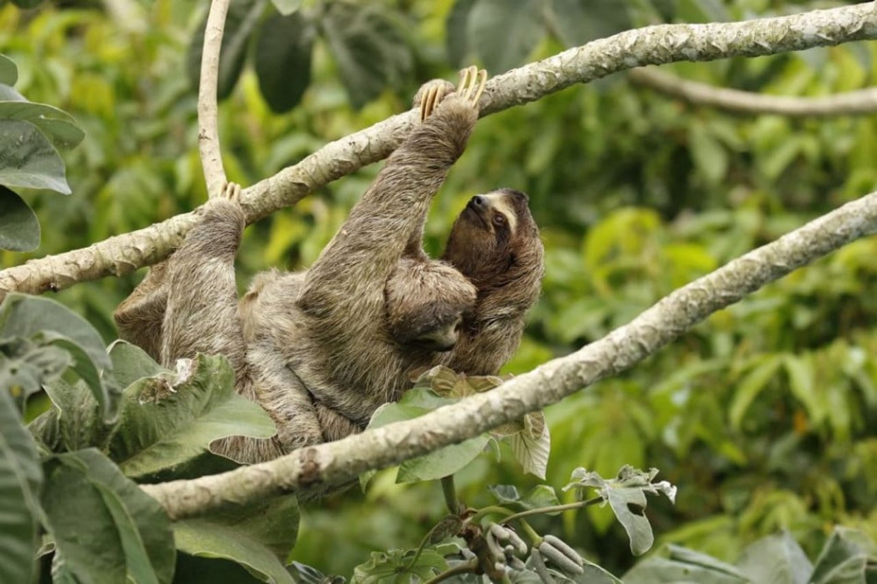 perezoso en Amazona 