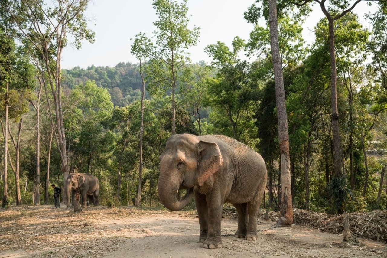 An elephant chained to a tree