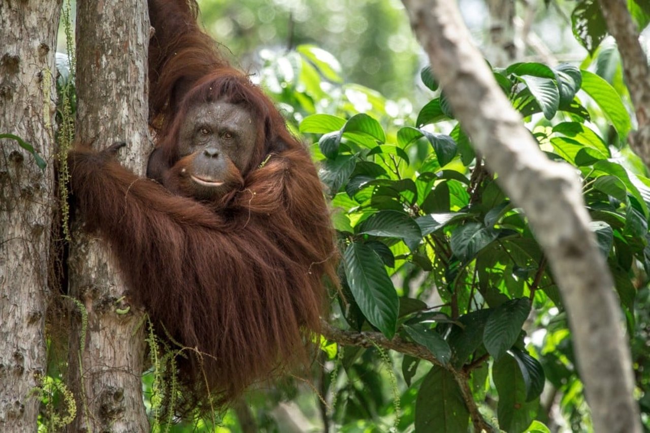 orangutan