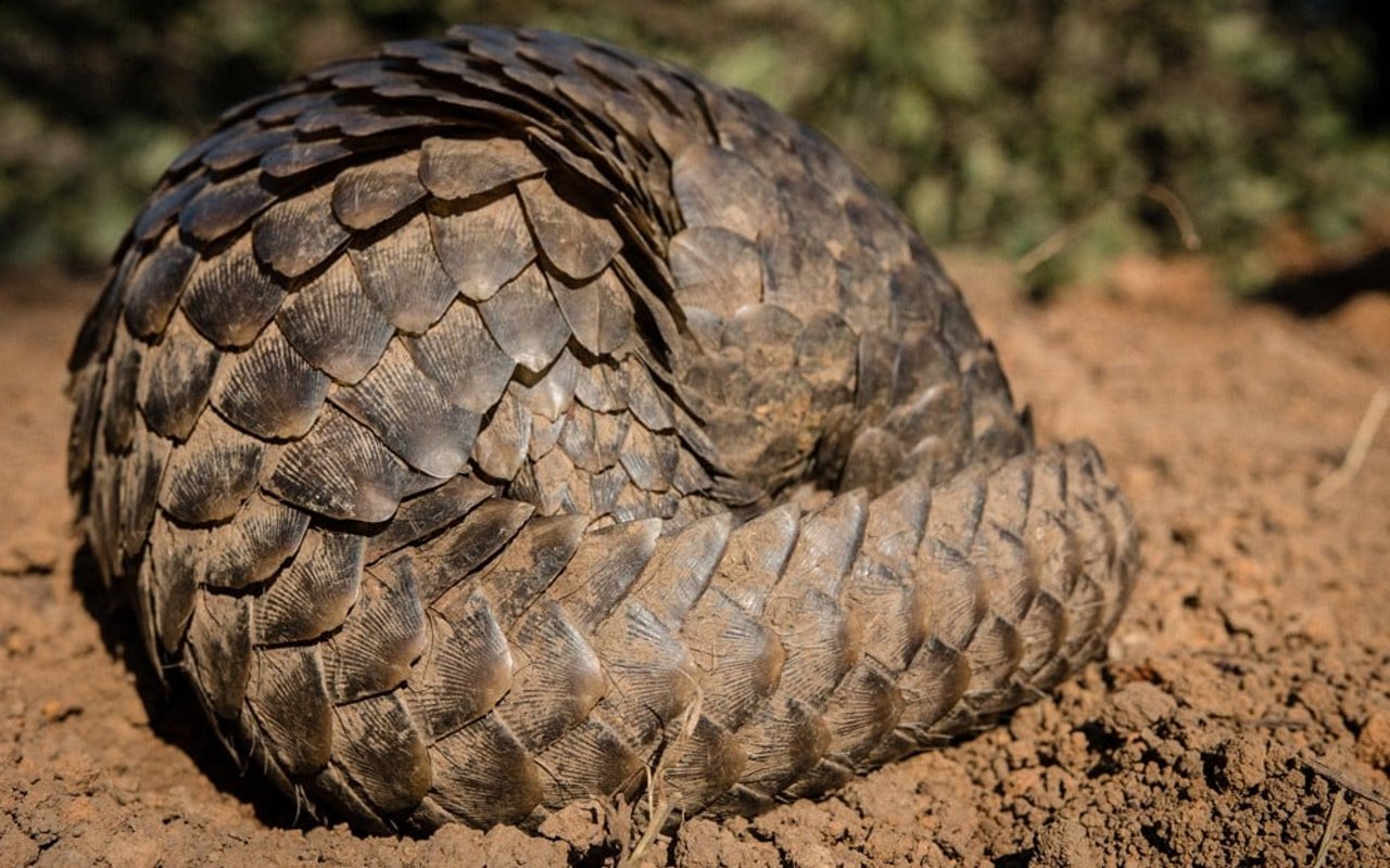 Pangolin arrollado para protegerse