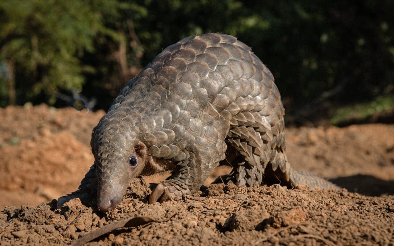 Pangolin en la naturaleza 