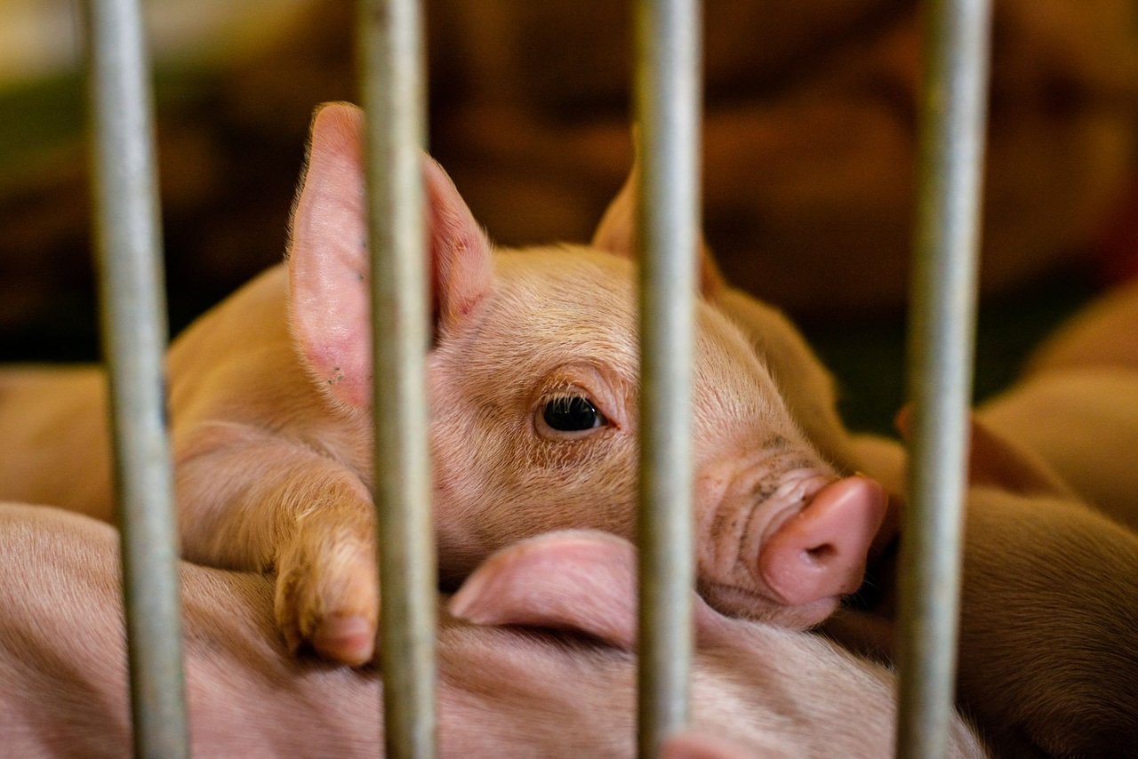 Factory farm piglets born into a lifetime of suffering. Photo credit Emi Kondo, World Animal Protection.