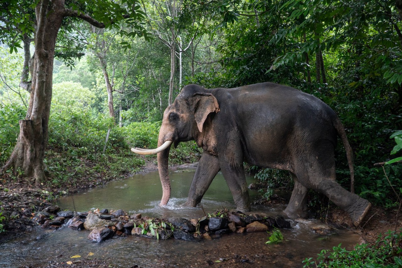 Elefant nyder livet i ChangChill