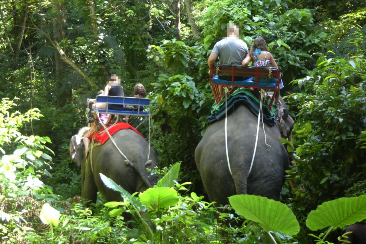 Elefantes siendo explotados en turismo en Tailandia. 