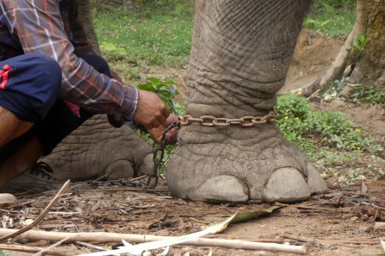 An elephant in chains at a tourist venue