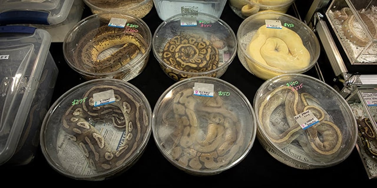 A group of children crowded around a table at an expo. A seller hands a small snake to a young girl, while others look at the snakes inside plastic boxes on the table.