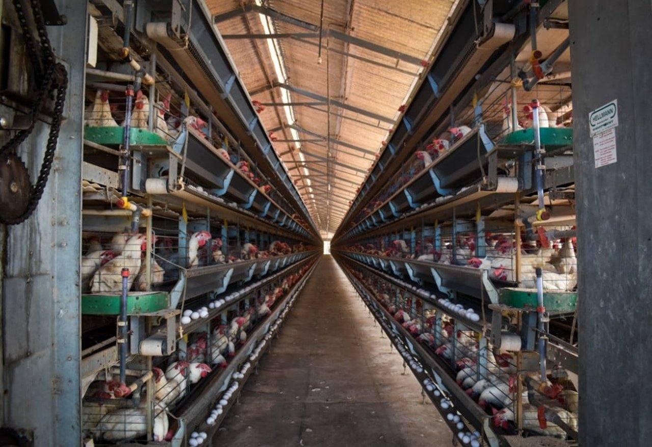 Gallinas ponedoras en una granja industrial