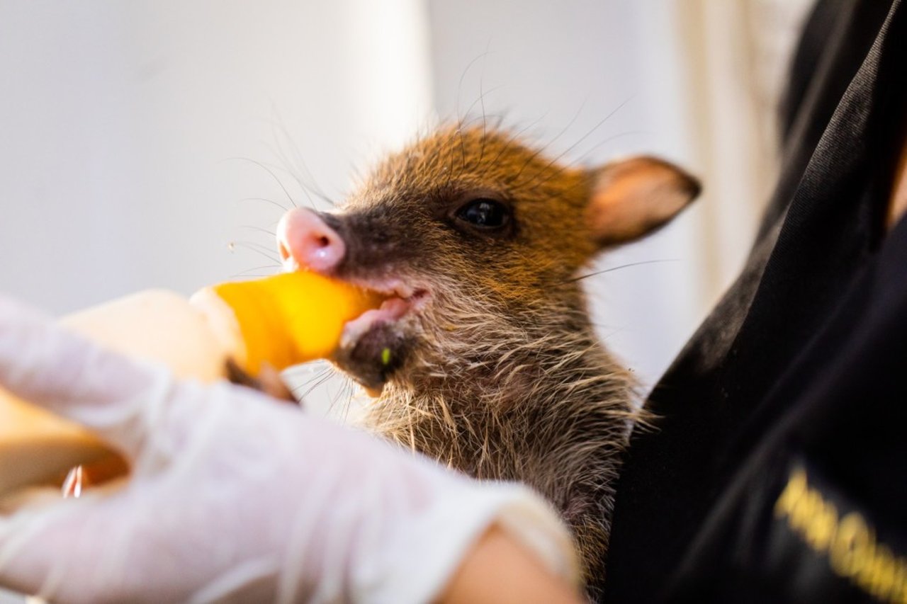 A baby peccary drinking from a bottle