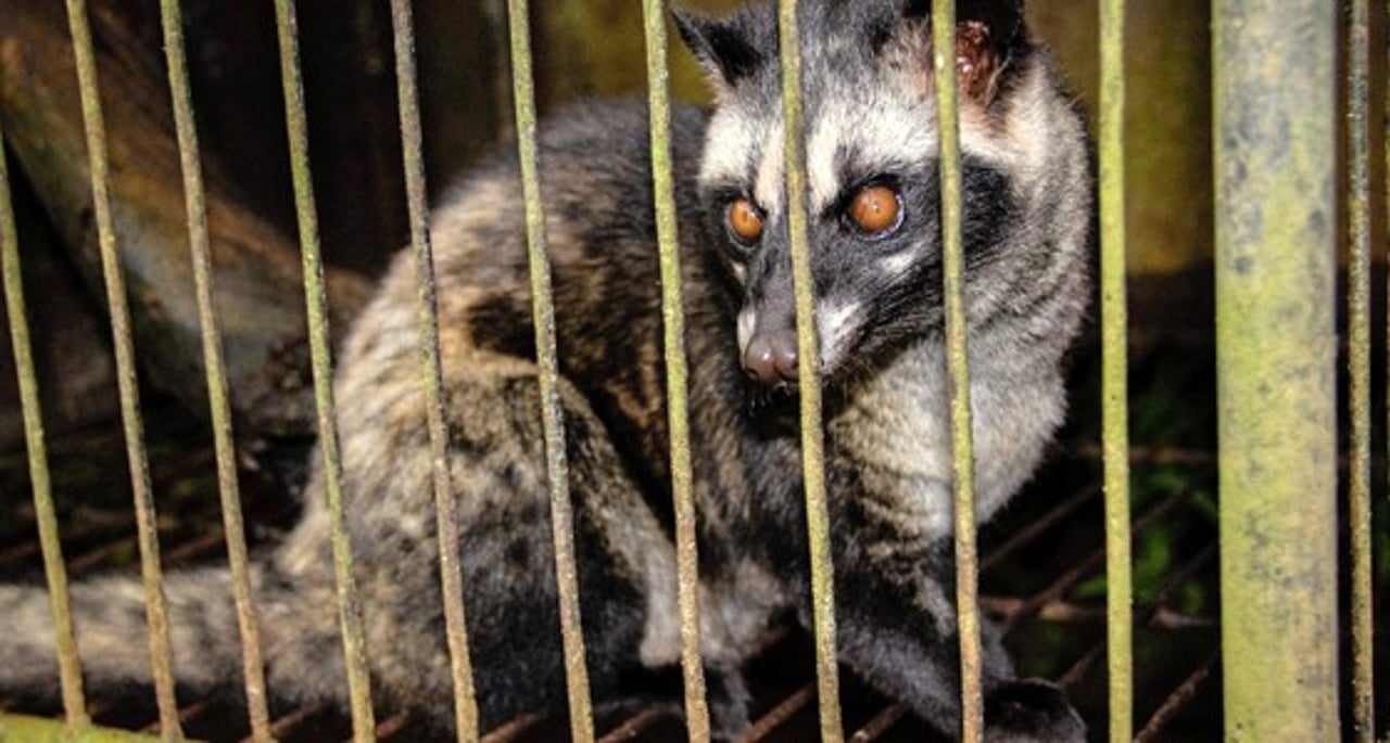 12_civet_coffee._credit._world_animal_protection