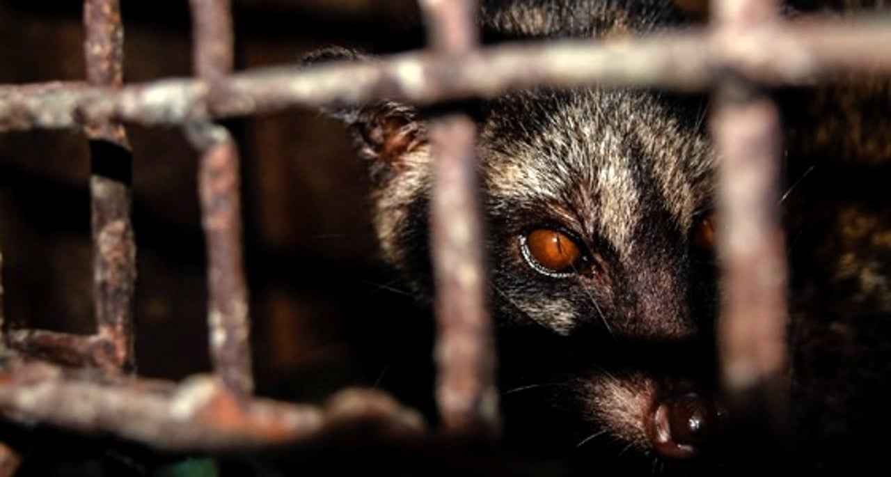 13_civet_coffee._credit._world_animal_protection