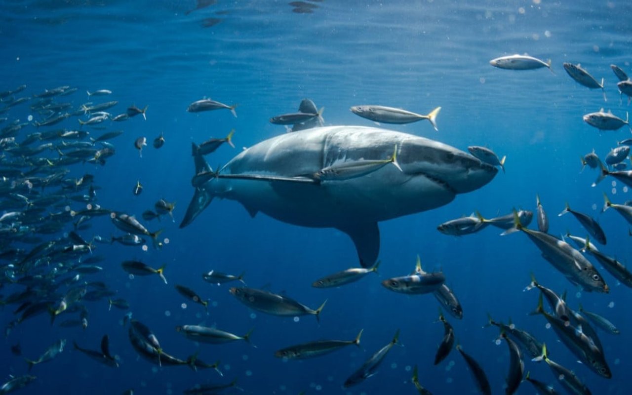 Un tiburón acecha un cardumen de peces.