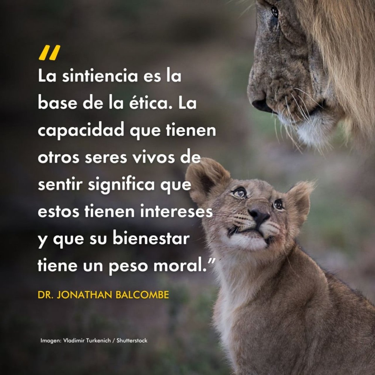 &quot;La sintiencia es la base de la ética. La capacidad que tienen otros seres vivos de sentir significa que estos tienen intereses y que su bienestar tiene un peso moral.”- Jonathan Balcombe