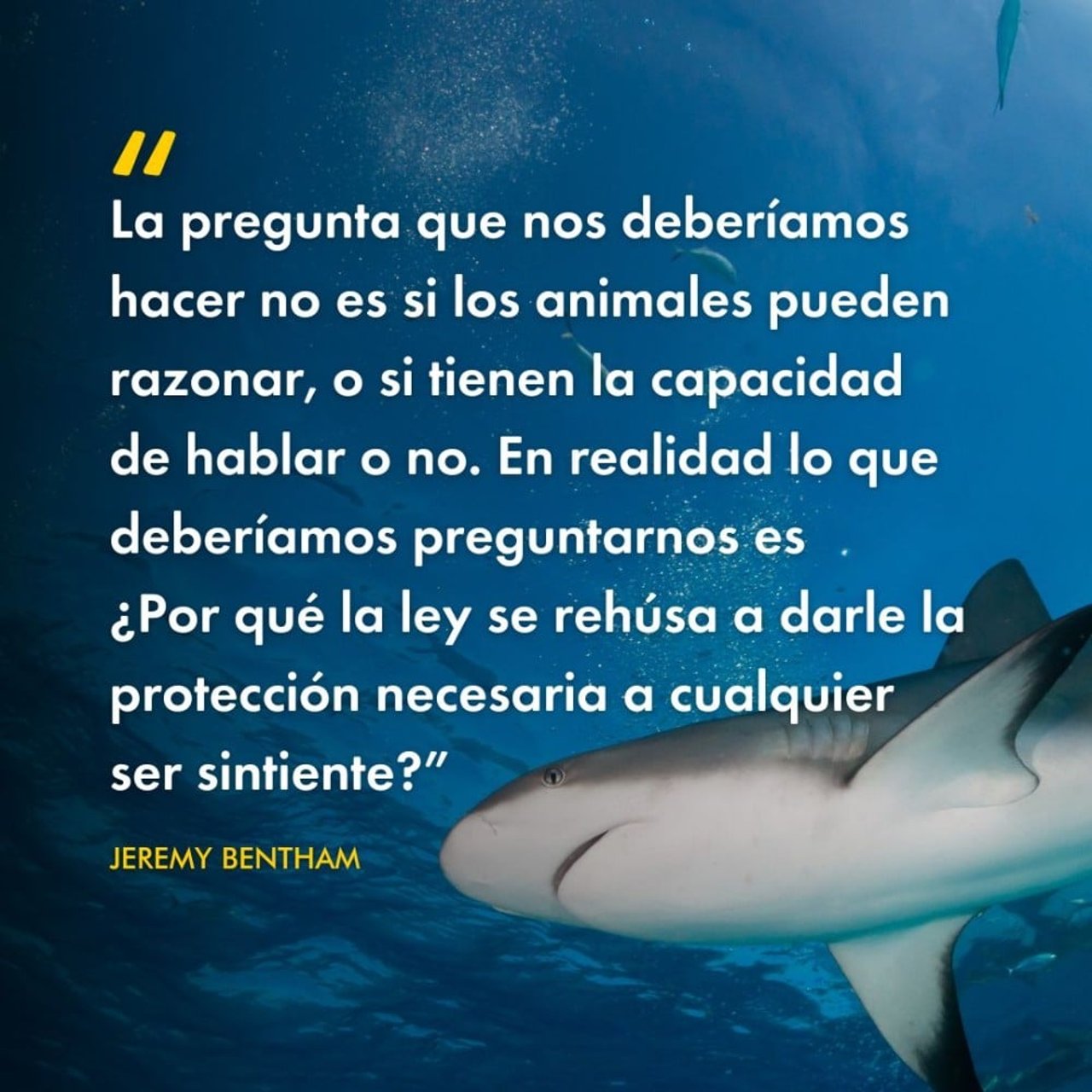 &quot;La pregunta que nos deberíamos hacer no es si los animales pueden razonar, o si tienen la capacidad de hablar o no. En realidad lo que deberíamos preguntarnos es  ¿Por qué la ley se rehúsa a darle la protección necesaria a cualquier ser sintiente?” - Jeremy Bentham