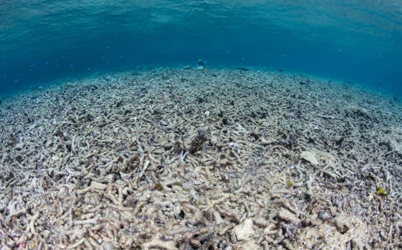 Vista de una zona muerta en el mar, consecuencia del calentamiento de los océanos. Las granjas industriales son responsables del calentamiento global