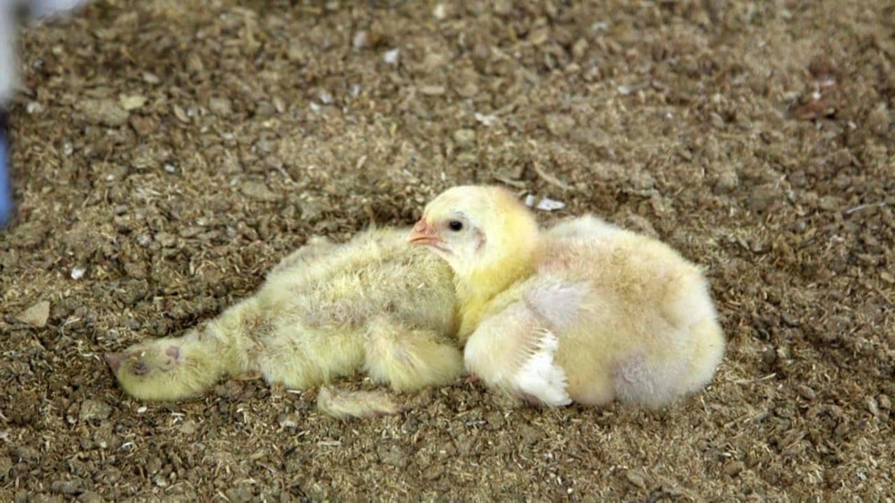 a_chick_in_an_indoor_commercial_farming_system_sits_beside_a_dead_chicken