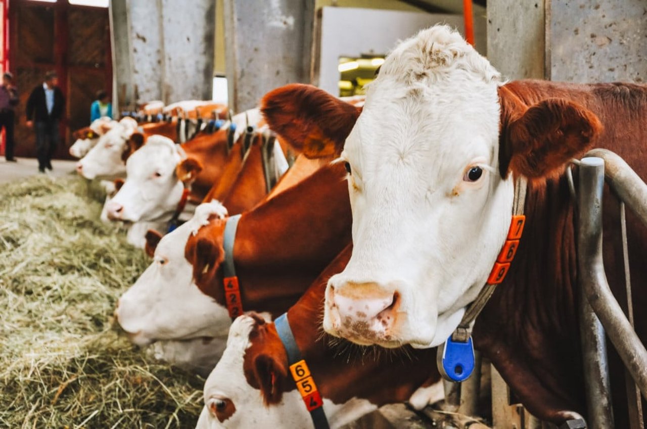 Cows on Farm