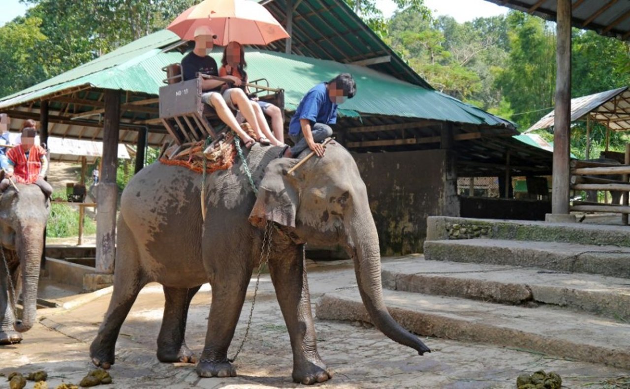 asian_elephant_being_ridden_blurred_1200x750_2