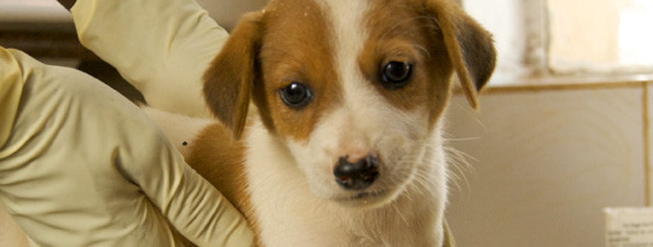 cachorro_vet