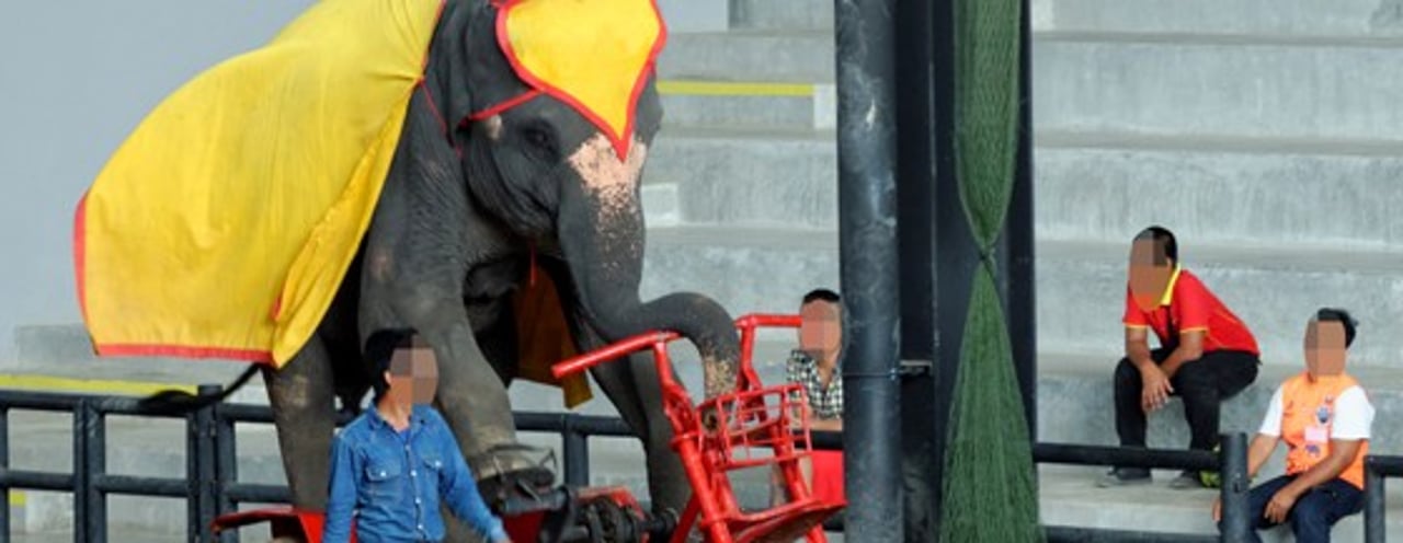 corte_elefante