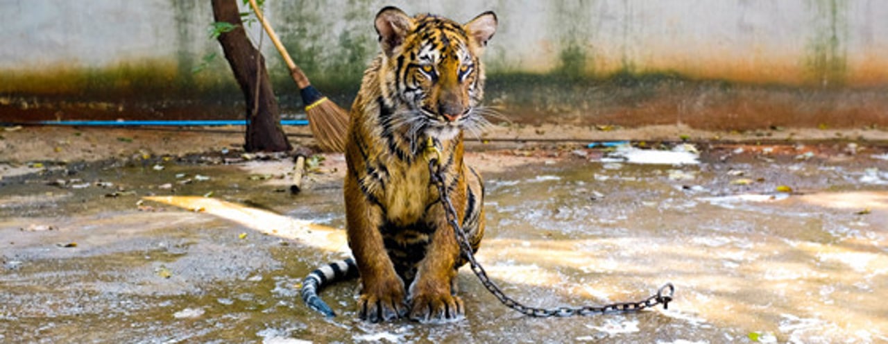 corte_tigre