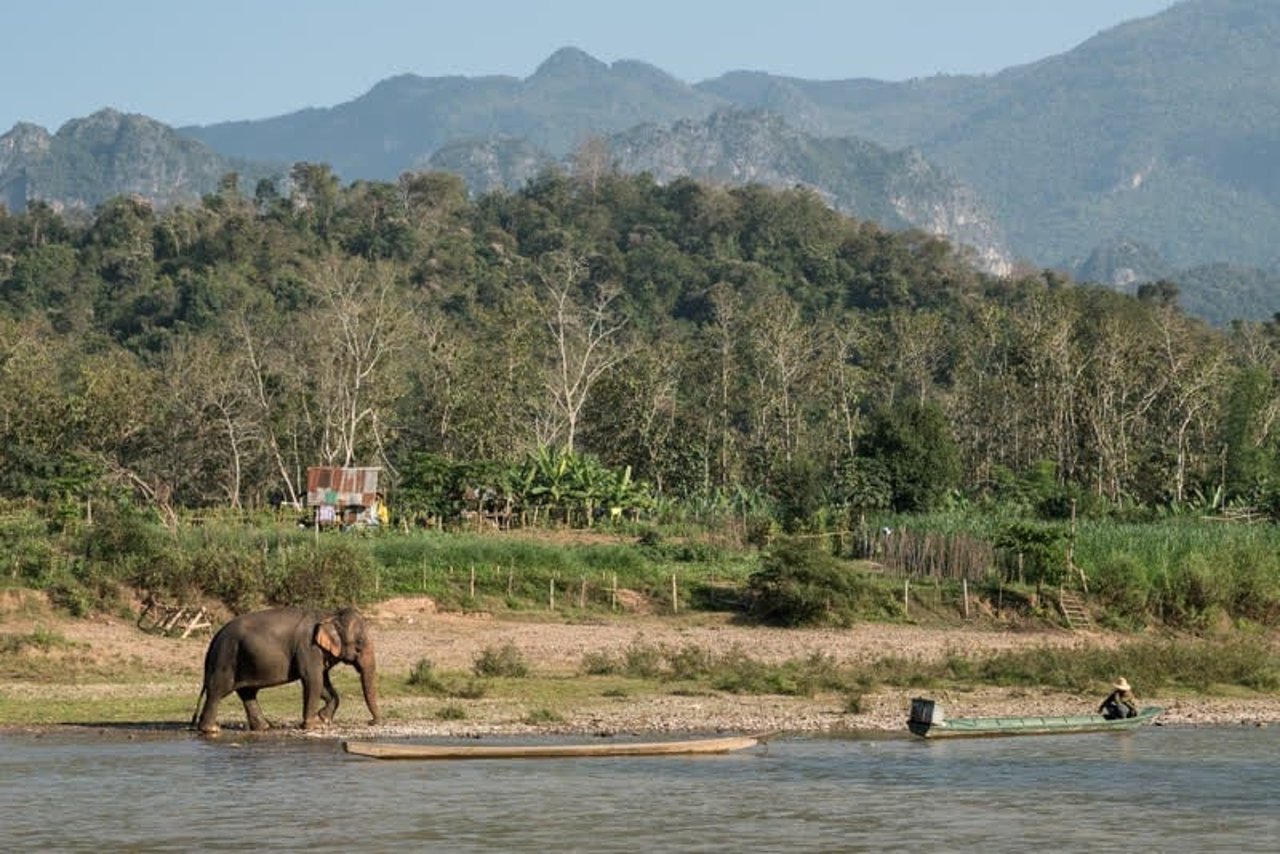 elephant_laos_800x534_1020860_0