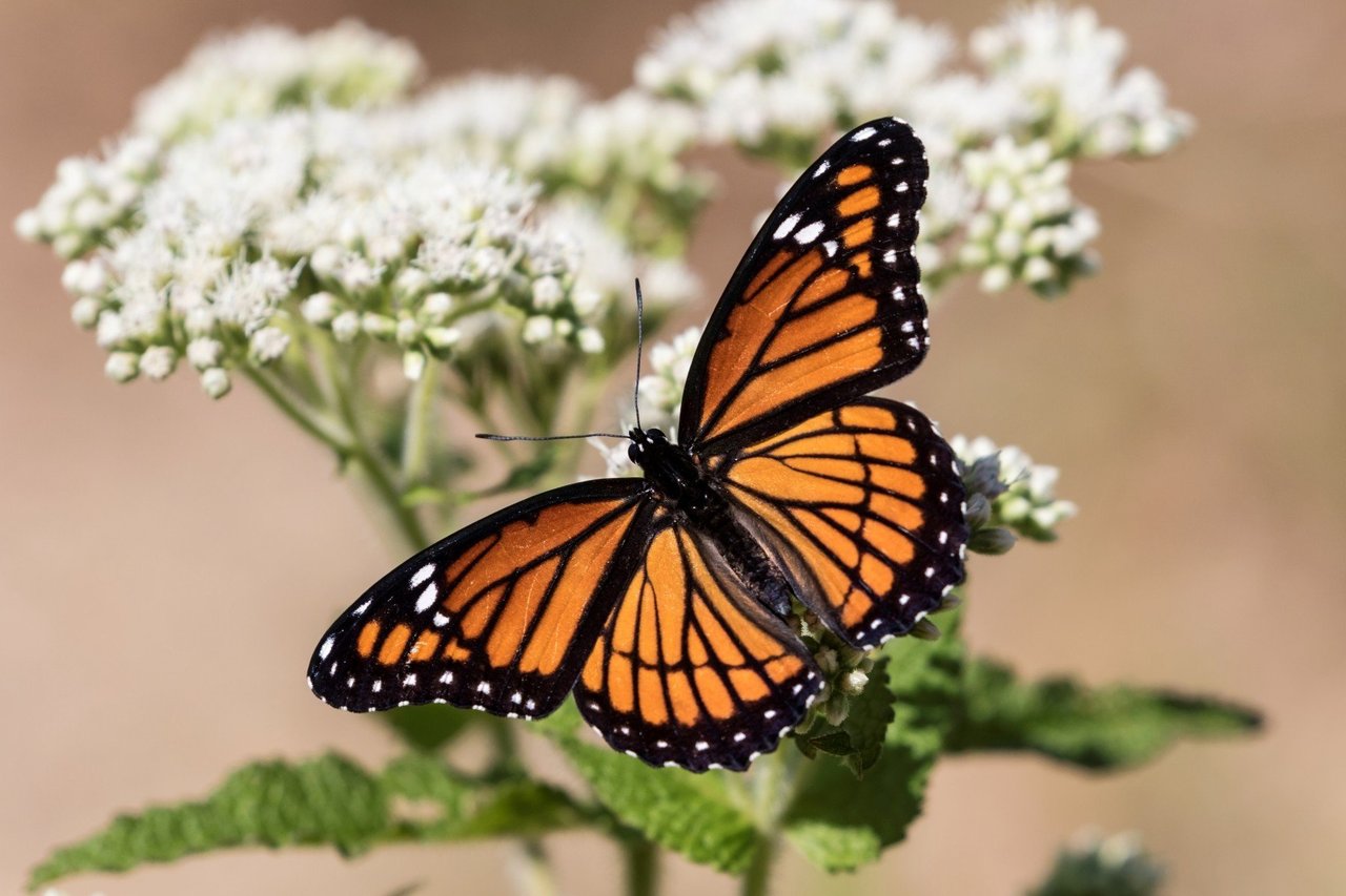 butterfly and pupa hanging from a branch