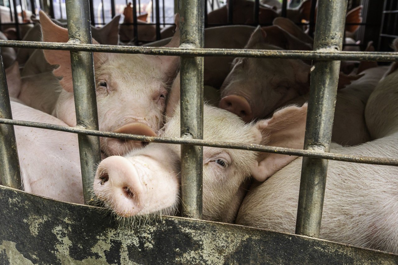 Pigs Factory Farm