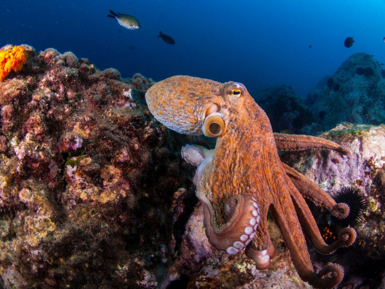 Octopus