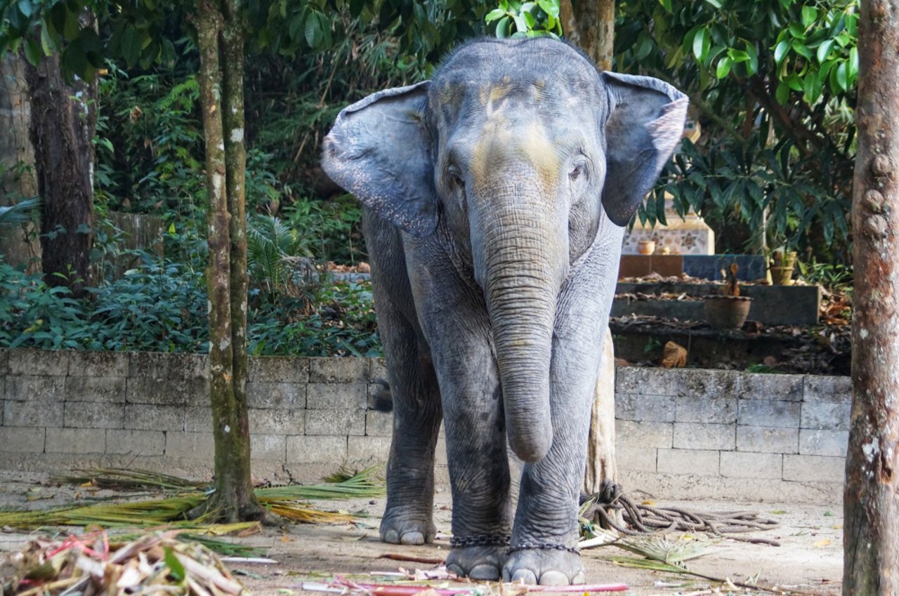 Un elefante asiático en cautiverio