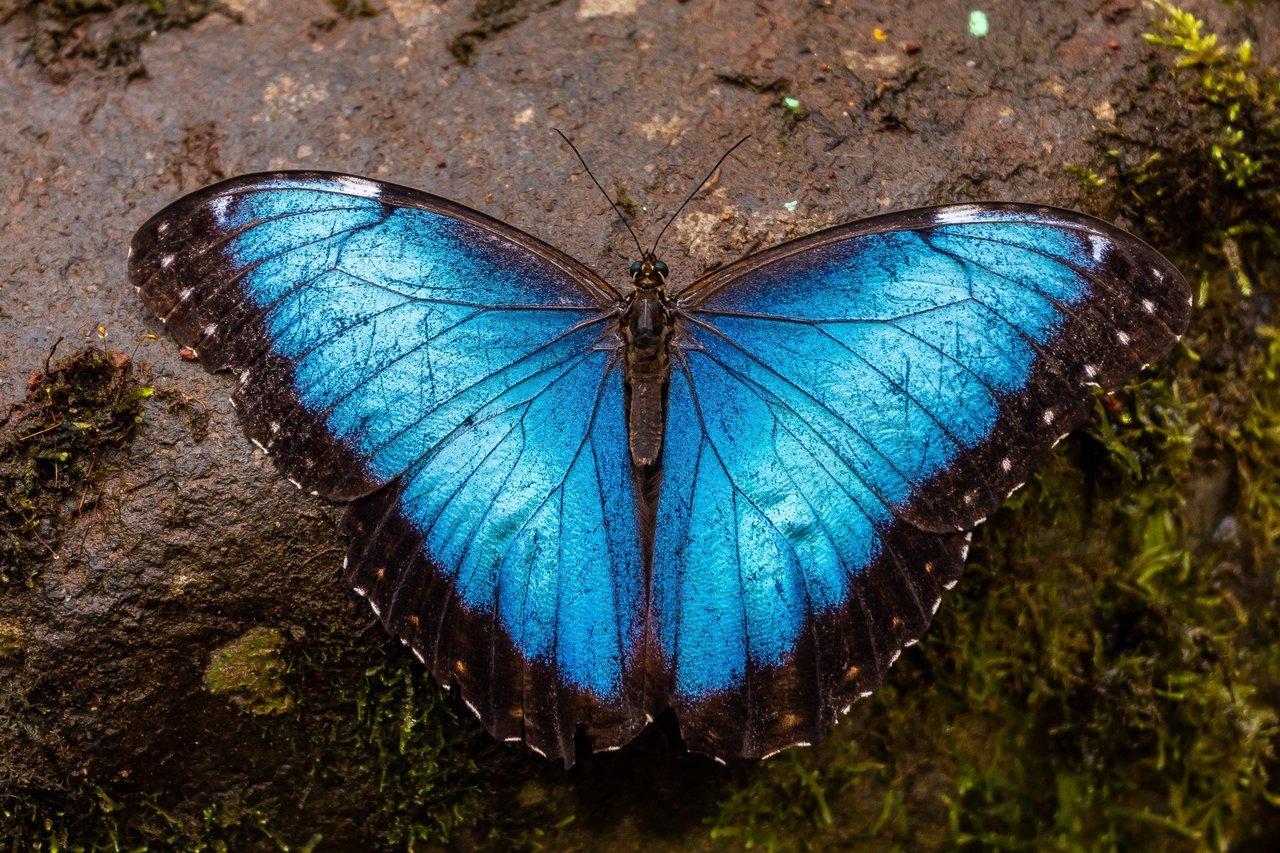 butterfly and pupa hanging from a branch