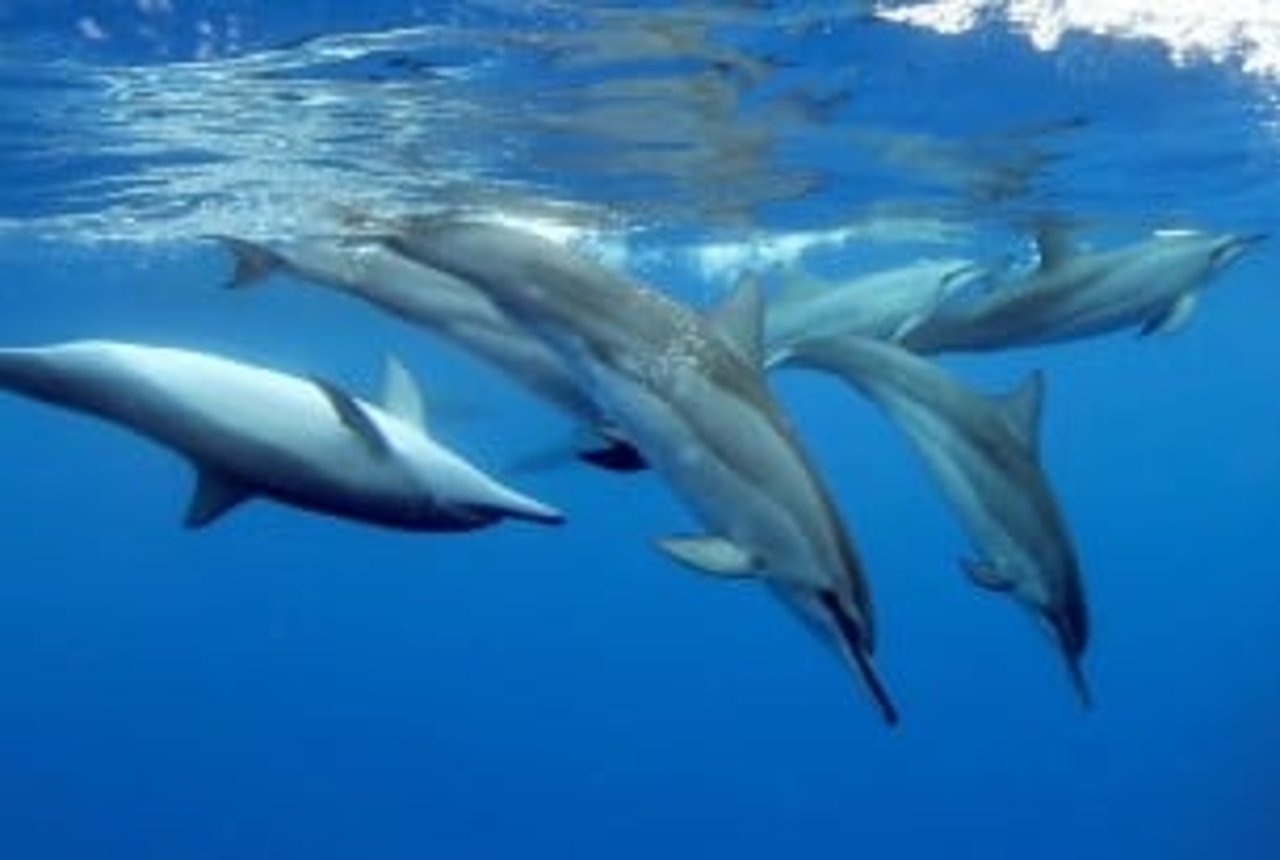 dolphins