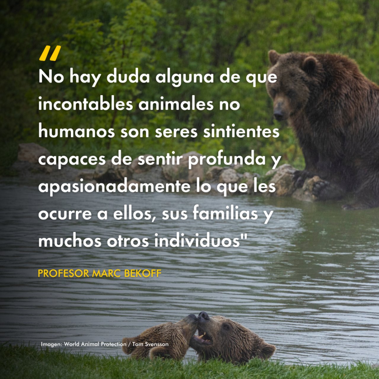 &quot;No hay duda alguna de que incontables animales no humanos son seres sintientes capaces de sentir profunda y apasionadamente lo que les ocurre a ellos, sus familias y mucho sotros individuos&quot; -Profesor Marc Bekoff