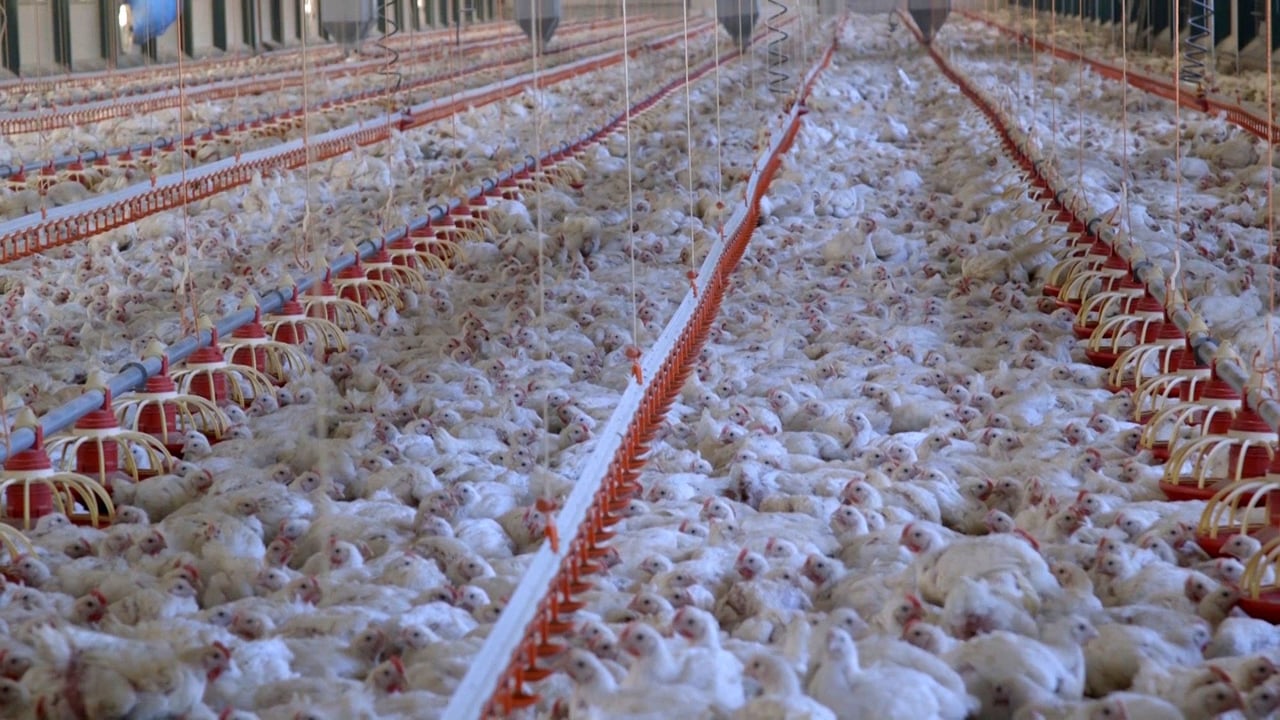 32 day old broiler chickens in a commercial indoor system