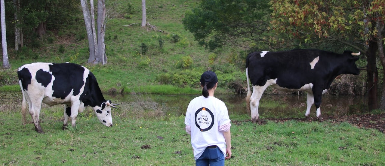 Staff with cows at Moo to Ewe sanctuary, Australia