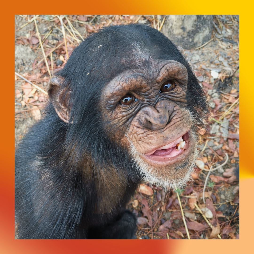 Marco el chimpancé en ChimpancésChimpanzee Conservation Center