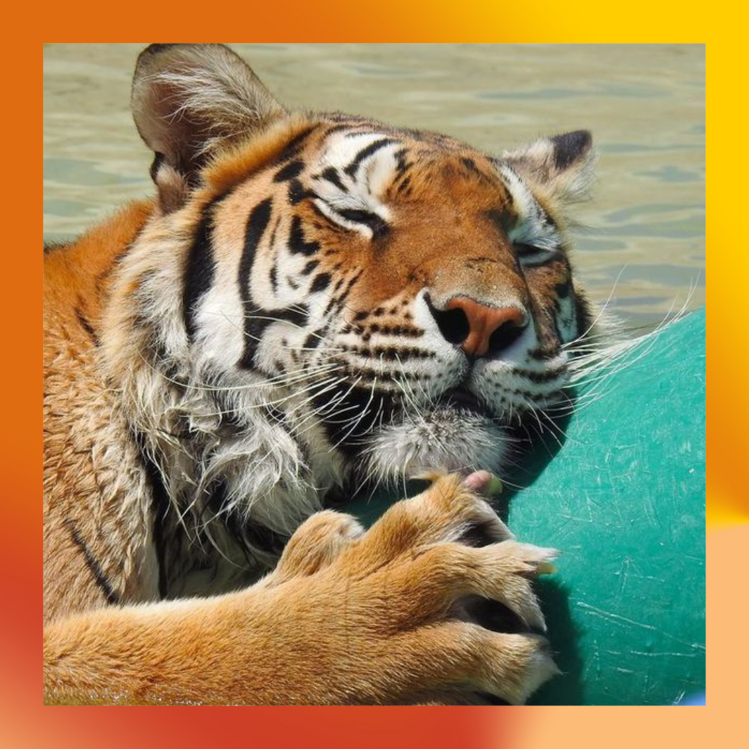 Sundara la tigre en Safe Haven Wildlife Sanctuary