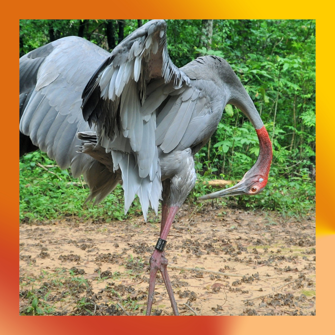 Frankie la grulla en Angkor Centre for Conservation of Biodiversity