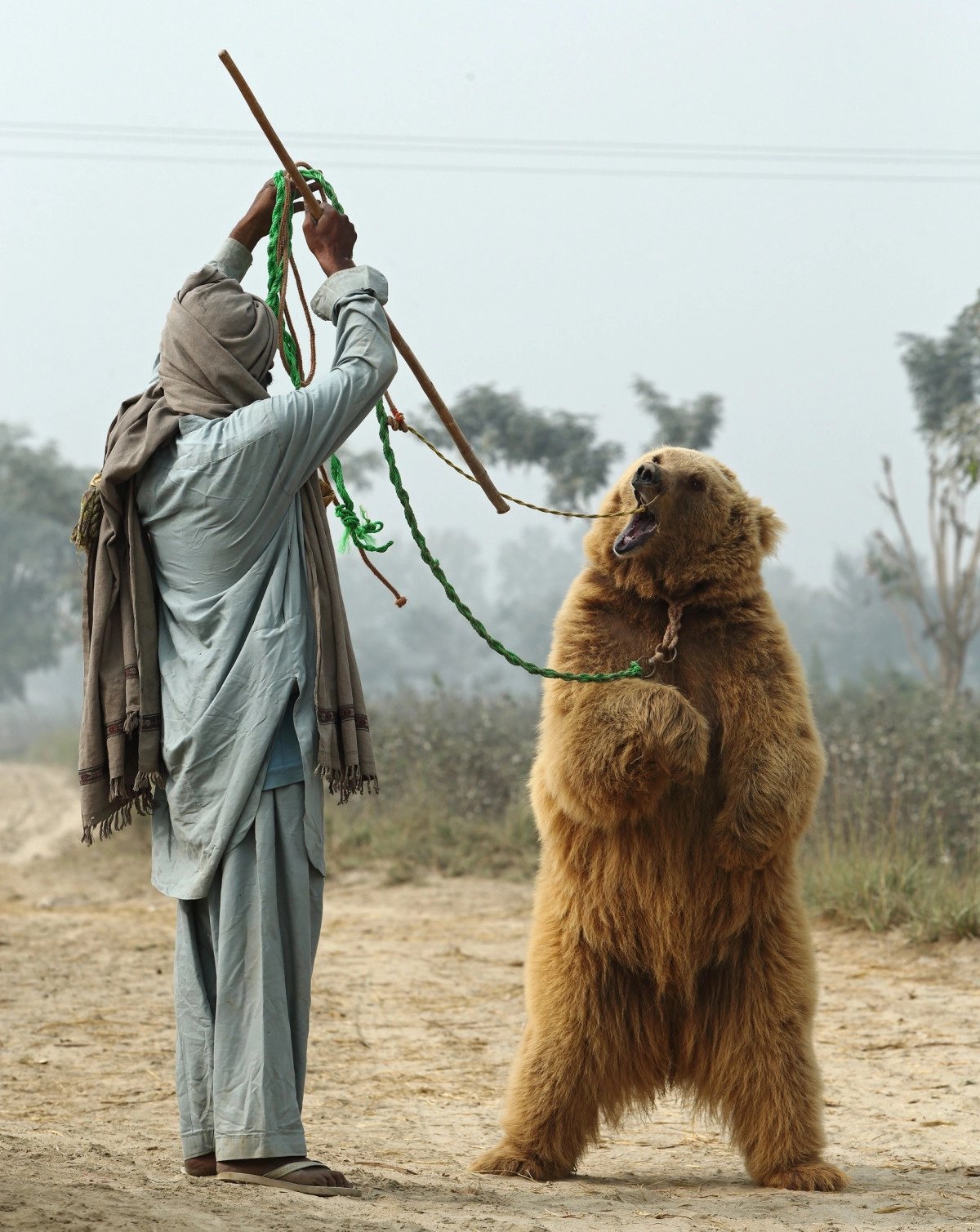 Man and Bear