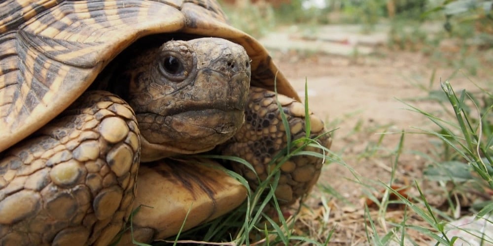 tortoise