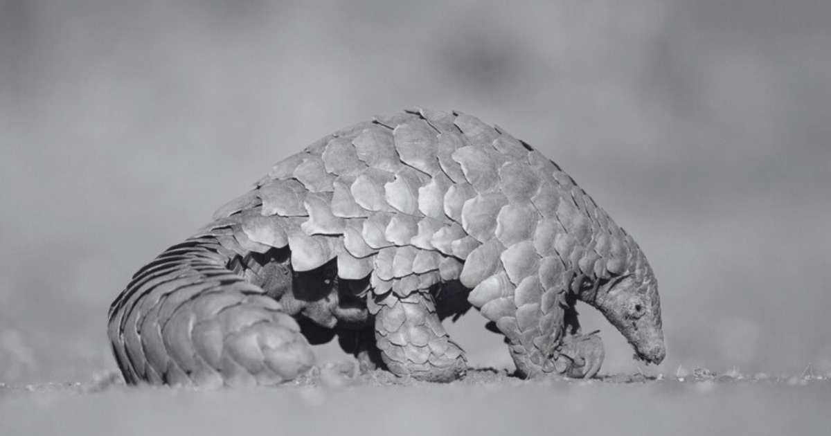 un pangolin caminando en un suelo árido.