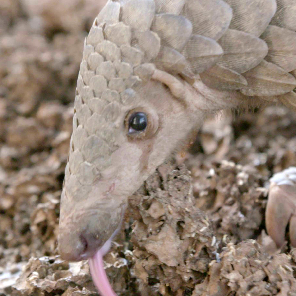 Un pangolin buscando terminas en el suelo.