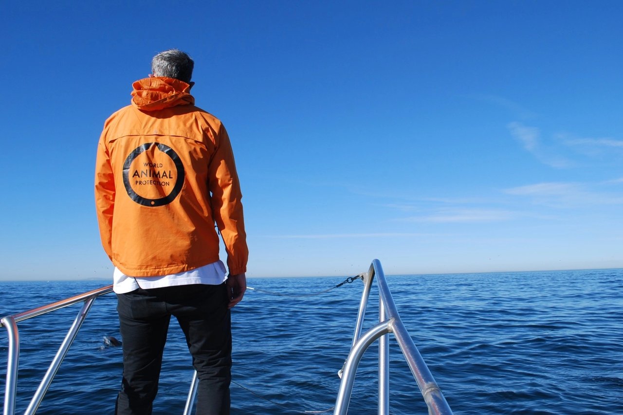 Observación responsable de ballenas y delfines en Dana Point, Estados Unidos