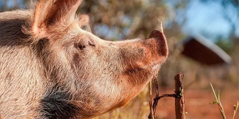 Pig Close-Up