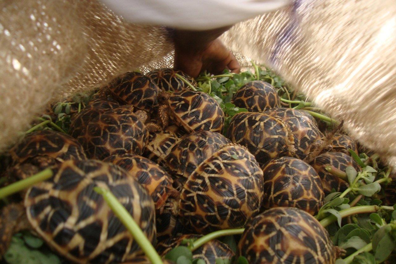 Transporte Tortugas