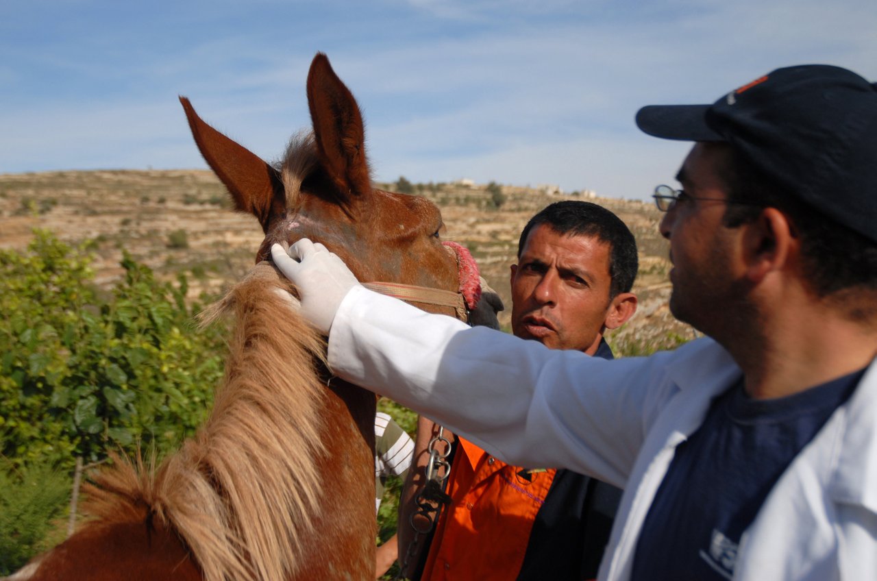 Vet treats horse