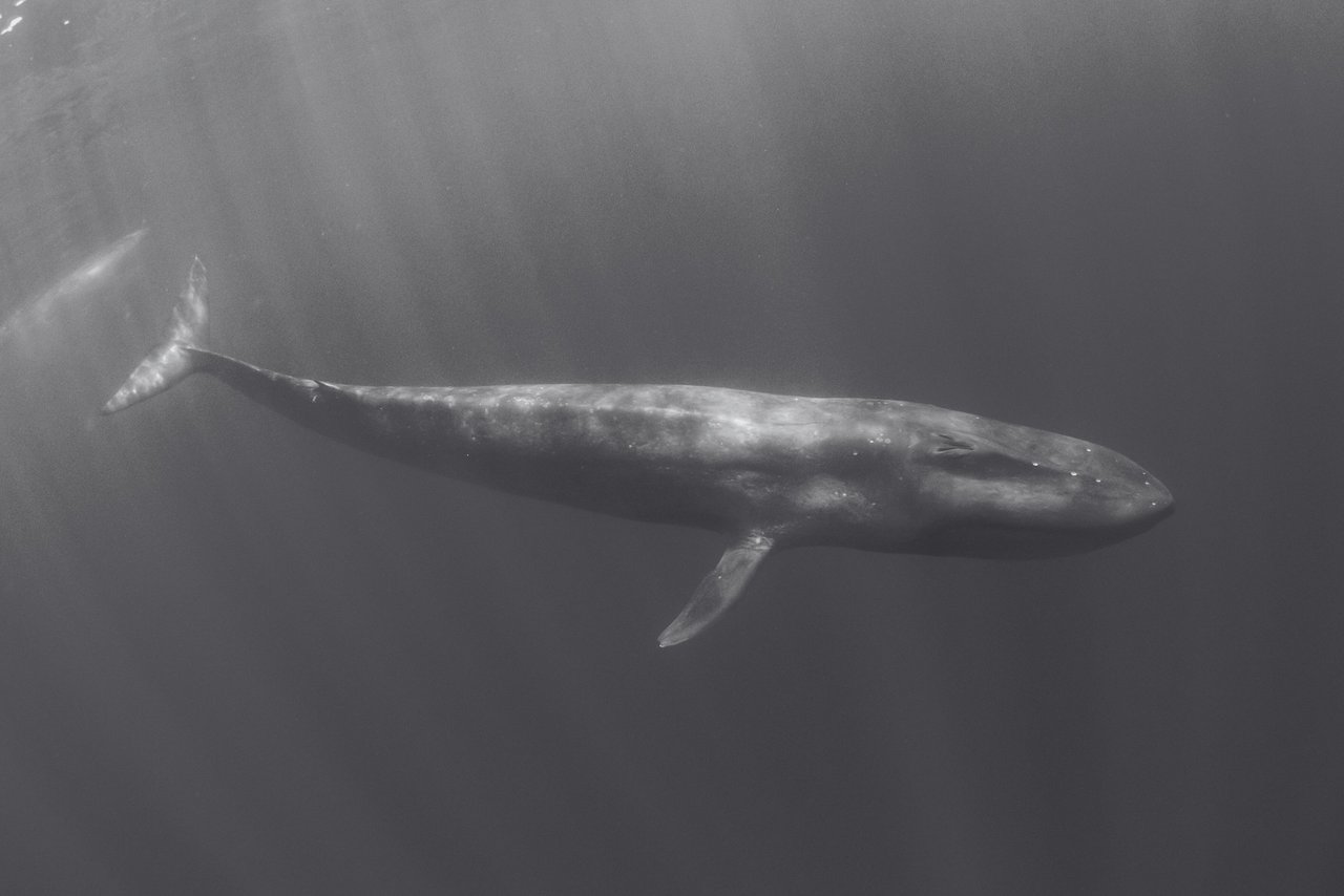 Una ballena jorobada es captada en la libertad del océano.